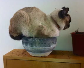 花盆里居然长猫啦,快看看自己家花盆里有没有 
