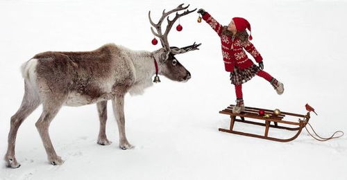 科普 圣诞节给圣诞老人拉车的12只鹿原来都有自己的名字
