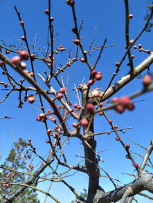 梦见含苞待放的梅花花蕾(梦见梅花花苞满树)