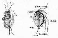 男人得滴虫的症状 男性得滴虫病什么症状