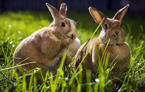 兔子有口腔炎不吃草 怎么办