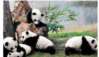 大熊猫攻击人类,正当防卫将它杀死,会犯法吗