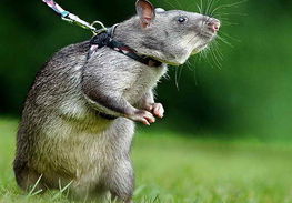 英国训练老鼠承担嗅探地雷任务 
