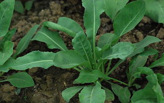 板蓝根标准化种植技术及虫害防治措施,板蓝根如何间苗
