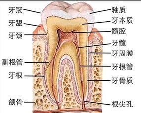 病理知识培训