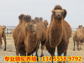 大型骆驼养殖场分享骆驼养殖成本以及利润分析 