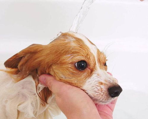 狗崽子什么时候才可以洗澡 你知道吗