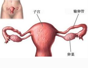 输卵管炎能做水下运动吗 