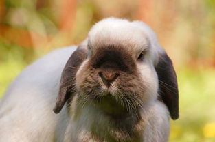 家养小兔子 兔子耳螨福来恩,兔子耳螨外滴福来恩