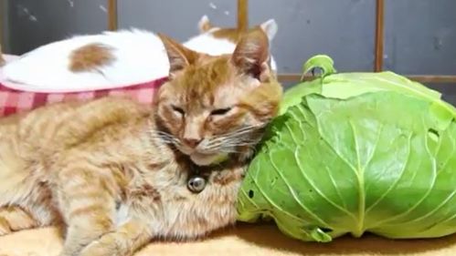 给猫咪吃这7种 果蔬 ,有益于它们身体健康