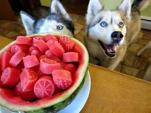 狗狗不能吃的几种水果,你了解多少