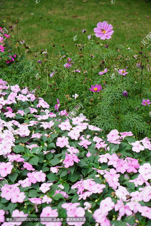 花朵草坪