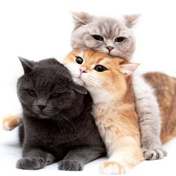 最爱玩叠罗汉的猫咪一家,三只不同色的肉丸叠在一起,让猫奴疯狂