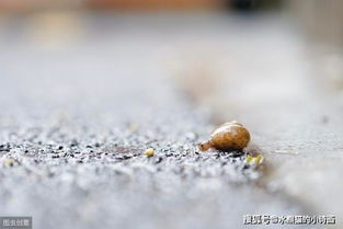 一句关于蜗牛的诗句