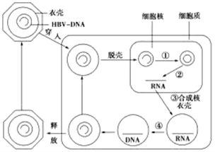 DNA中的碱基互补配对原则表现为