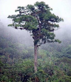 地球最古老十棵树 五棵在中国,价值无法估计,一棵为唐太宗栽种