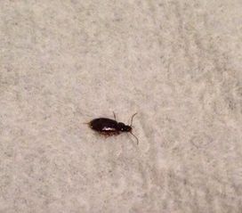 家里床上發現小蟲,不知是什么蟲