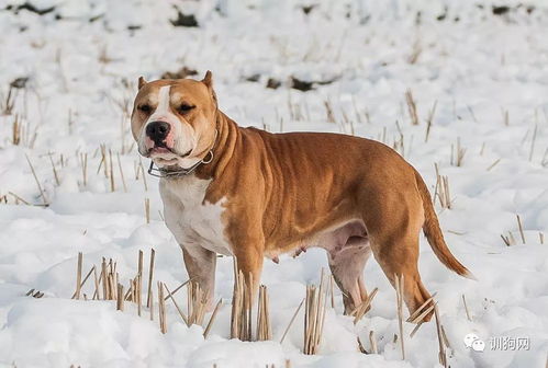 自己养的狗自己拍的图,算是停雪还图吧 