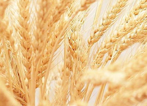 小麦的保存方法 