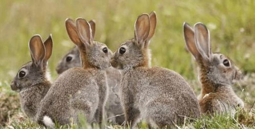澳洲100亿野兔泛滥成灾,吃不完打不清,千公里的栅栏也拦不住