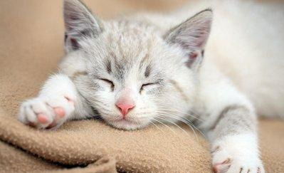 纽约发现猫感染上新冠肺炎,宠物不安全 人们不感染宠物也没事