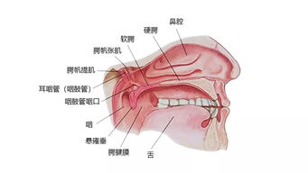 超全 27张高清解剖图带你认识头 面 颈部骨骼及肌肉名称 珍藏