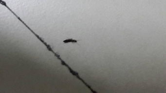 这是什么虫子 黑色 头上有须 尾巴分岔 