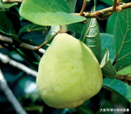 这果树在中国栽种上千年,见过它 真面目 的不多,夏天却常吃