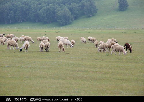 草原绵羊群高清图片下载 红动网 