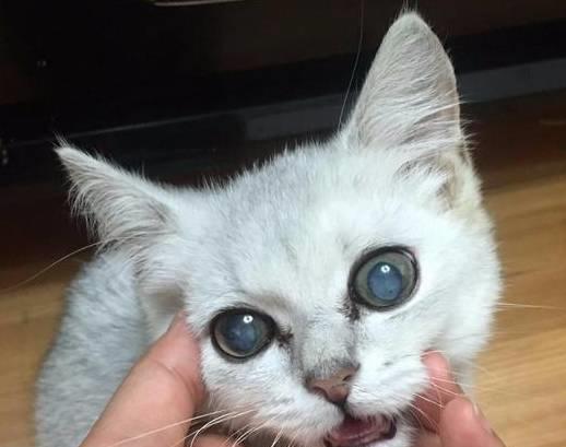 猫眼睛有白膜遮住眼球,猫眼睛有白膜遮住眼球用什么眼药水