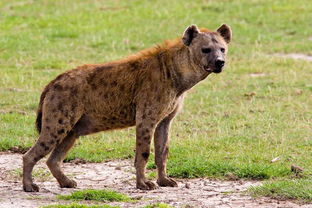 天生性情 凶猛 的鬣狗,非洲人喜欢训练鬣狗,鬣狗只怕非洲人