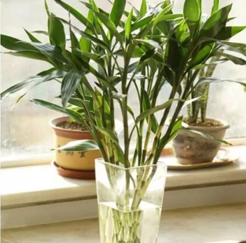 家里养6颗富贵竹好吗是分开两个花瓶养的？