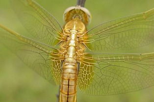 有谁家里养蜻蜓的,急需一张蜻蜓背部,也就是翅膀根部连接身体的那个位置的清晰照片 