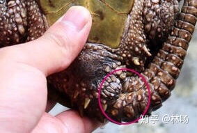 鹰嘴龟孵化多久？