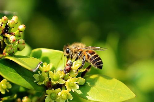 关于蜜蜂的有名的诗句