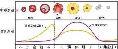 雌激素是什么，什么是雌激素