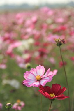 那些花儿