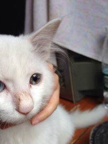 这只猫咪是领养的,眼睛一蓝一黄但是黄色的眼睛里有黄有蓝,看着感觉猫咪眼睛得了什么病一样,猫咪3个月大 