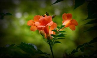 花伴侣评测 人工智能植物识别App 