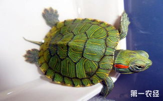 巴西龟染上白眼病有什么症状 巴西龟白眼病的预防与治疗