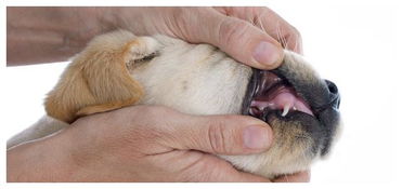 幼犬什么时候开始长牙 关于幼犬长牙的周期 主人需要注意什么 狗狗 