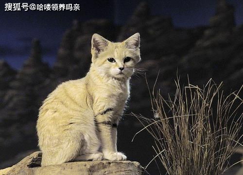 又是一个最小的猫科杀手,只在沙漠生存,却因为给人当宠物濒危