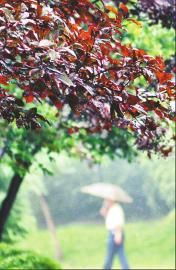 秋雨只带 三日寒 泉城周四即回暖 