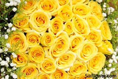 几朵黄玫瑰代表对不起 道歉送黄玫瑰一般送几只
