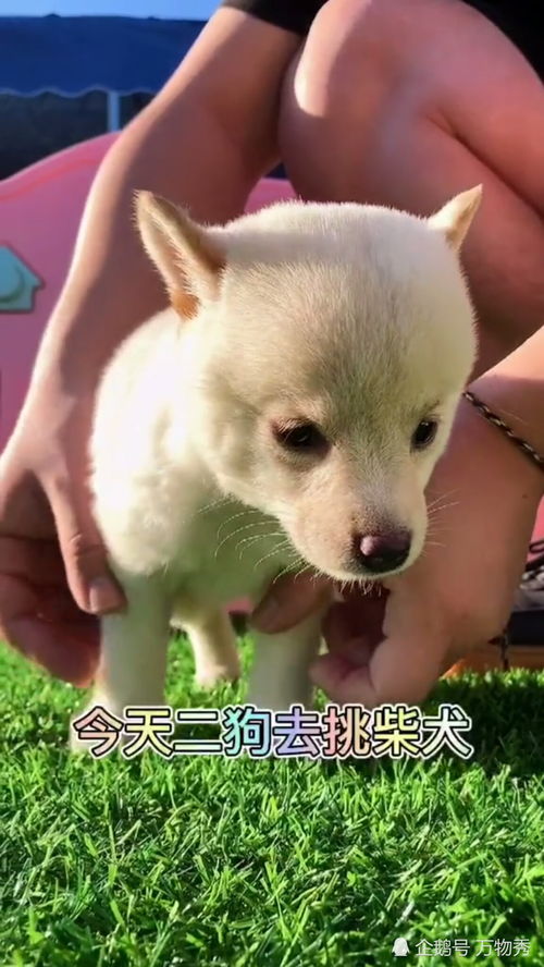 白色的柴犬你见过吗 