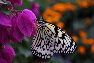 蝴蝶的寓意是什么 它是什么化身 