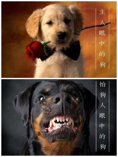 杭州妈妈护娃反被狗主人打至骨折,比恶犬更可怕的是狗霸主
