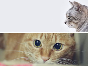 卡通猫可爱小猫咪设计海报背景图图片素材 高清模板下载 3.31MB 其他大全 