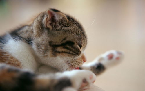 动物图集 小猫咪伸出了粉嫩的小爪子,想要摸一摸你的脸呀