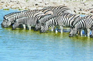 纳米比亚国家野生动物园的一天